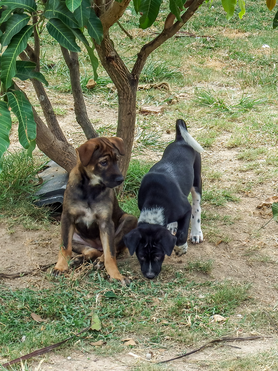 puppy-1