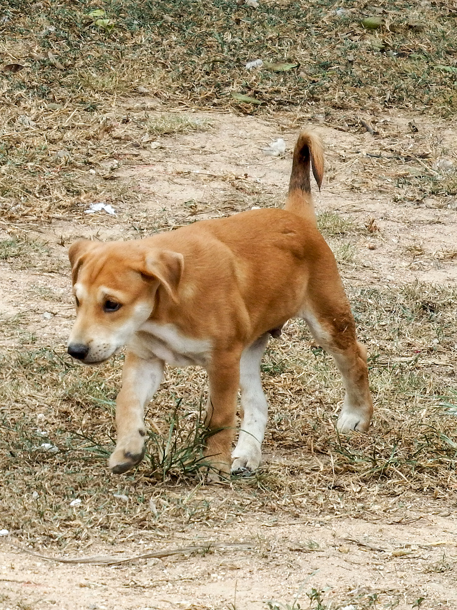 puppy-10