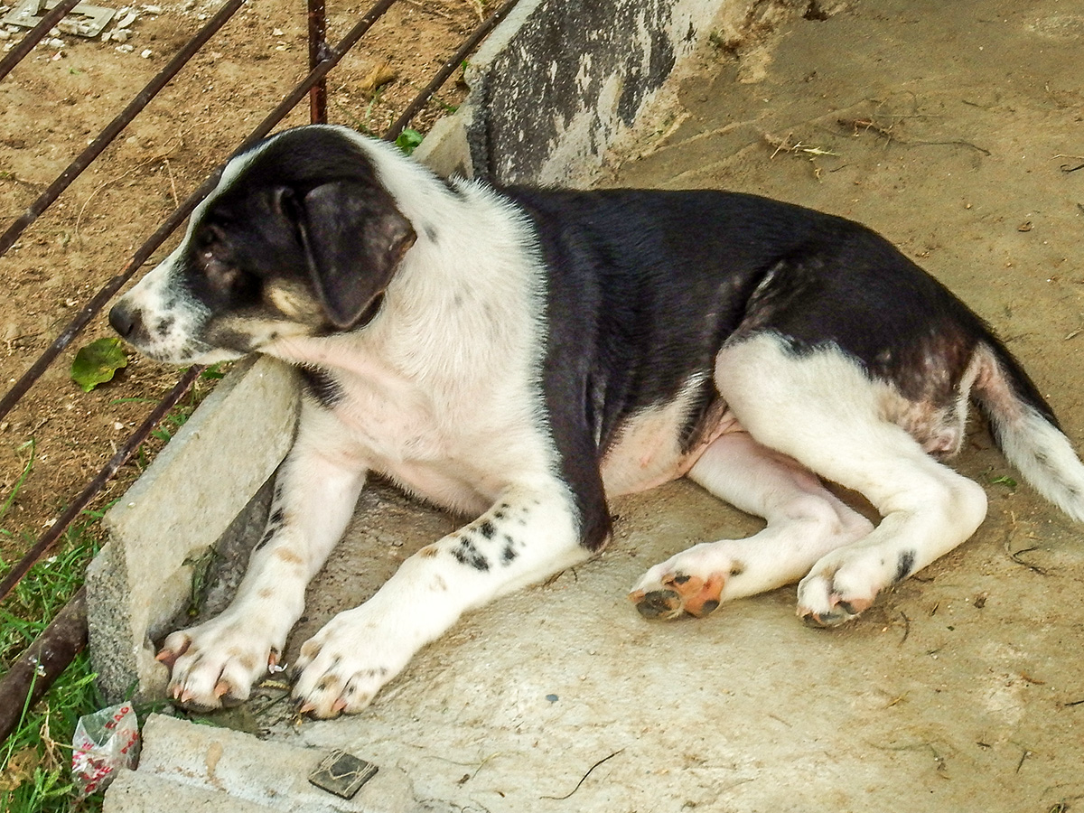 puppy-4