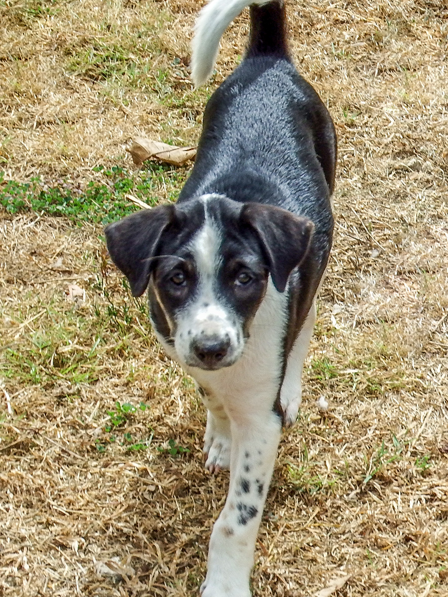 puppy-6