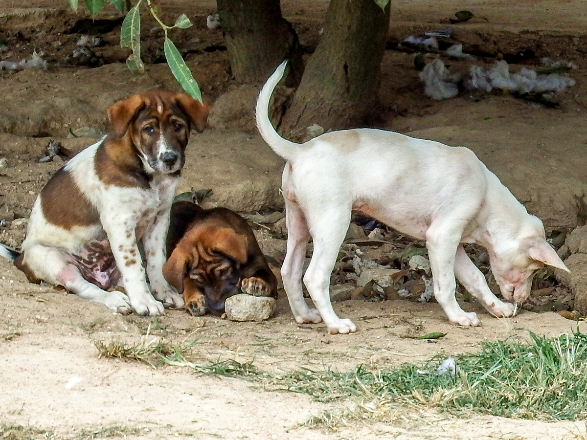 puppy-8
