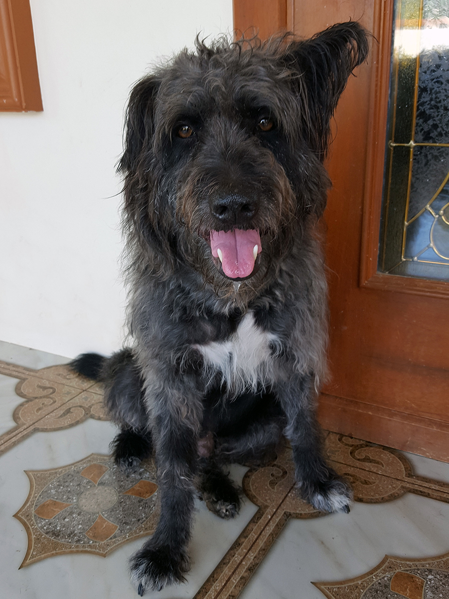 oreo