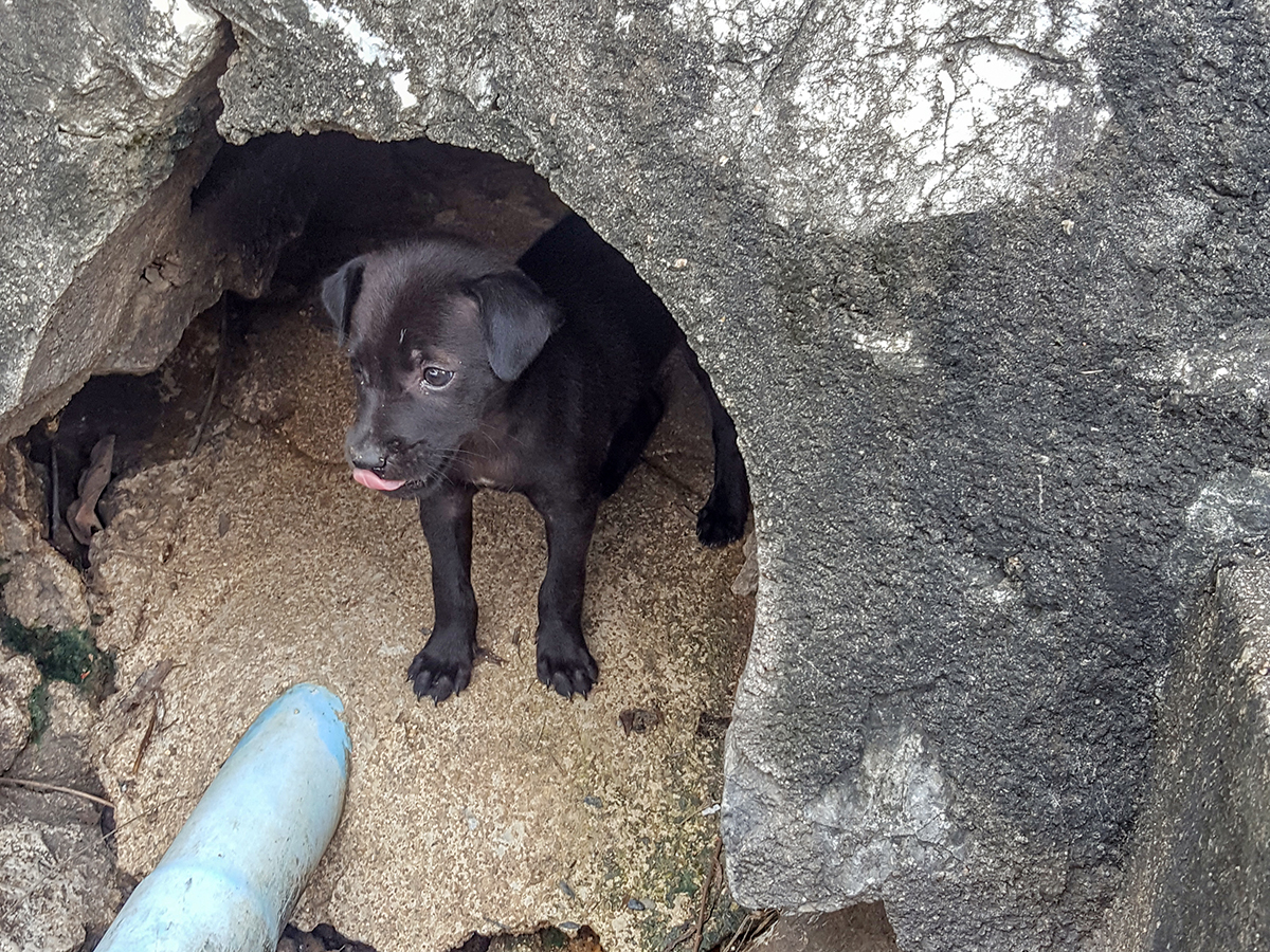puppy-1
