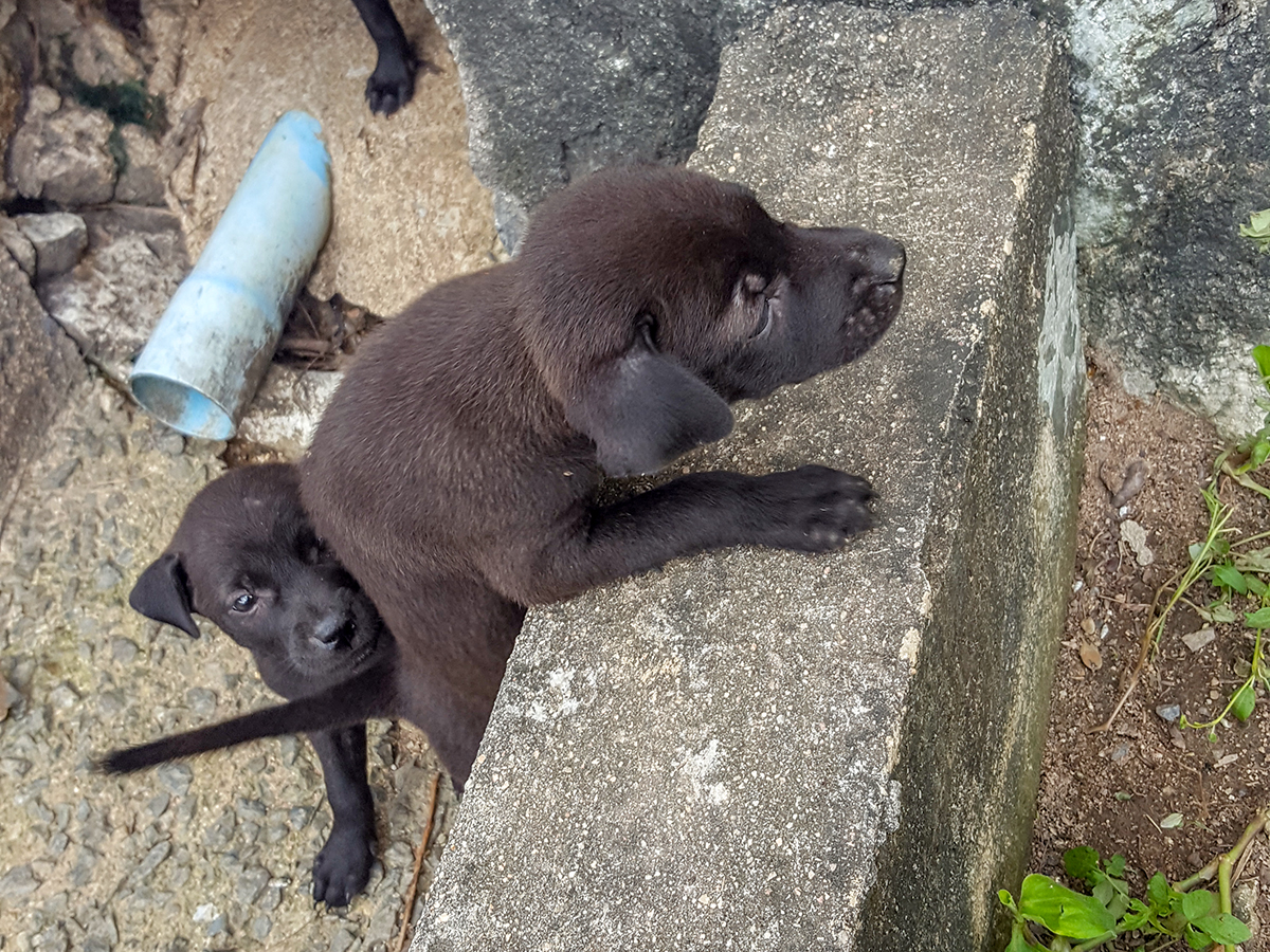 puppy-2