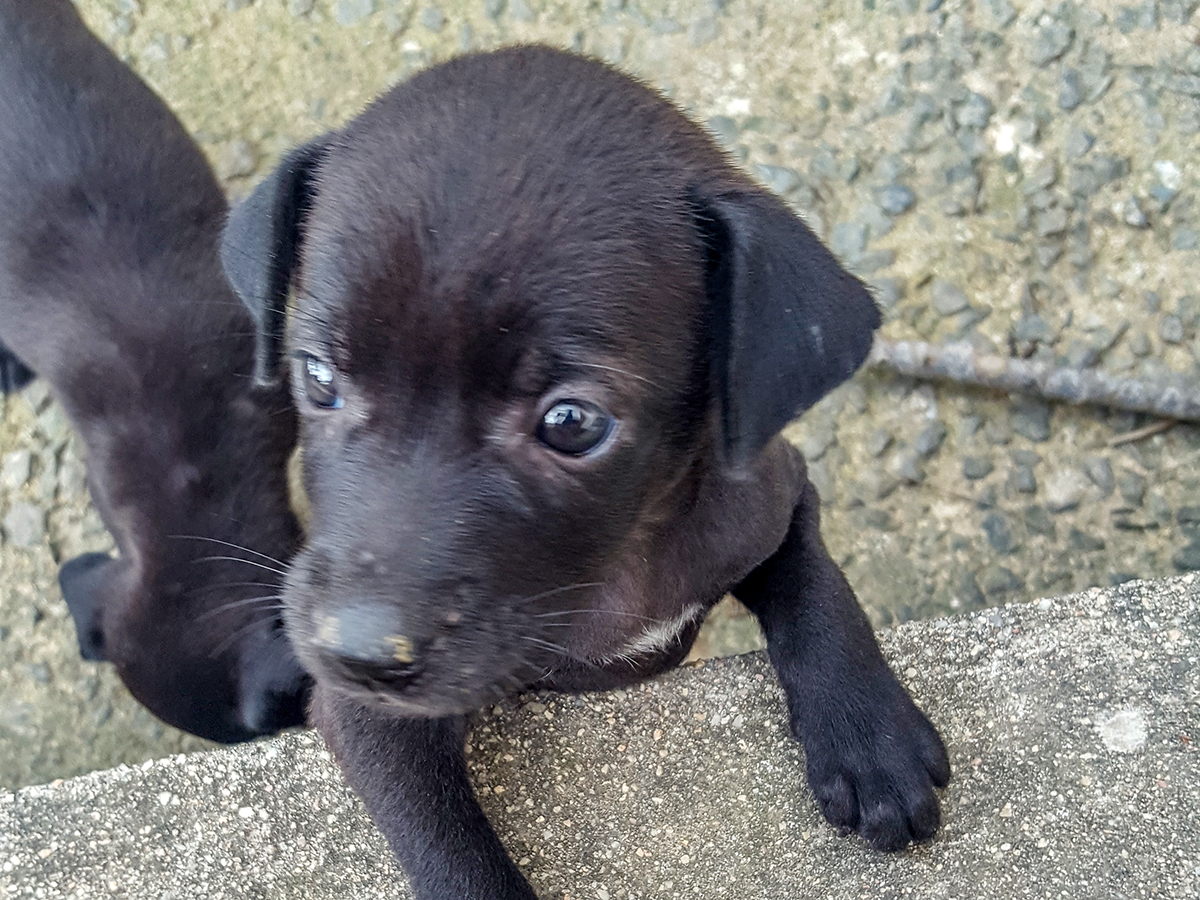 puppy-3