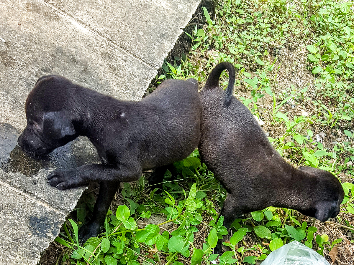 puppy-4