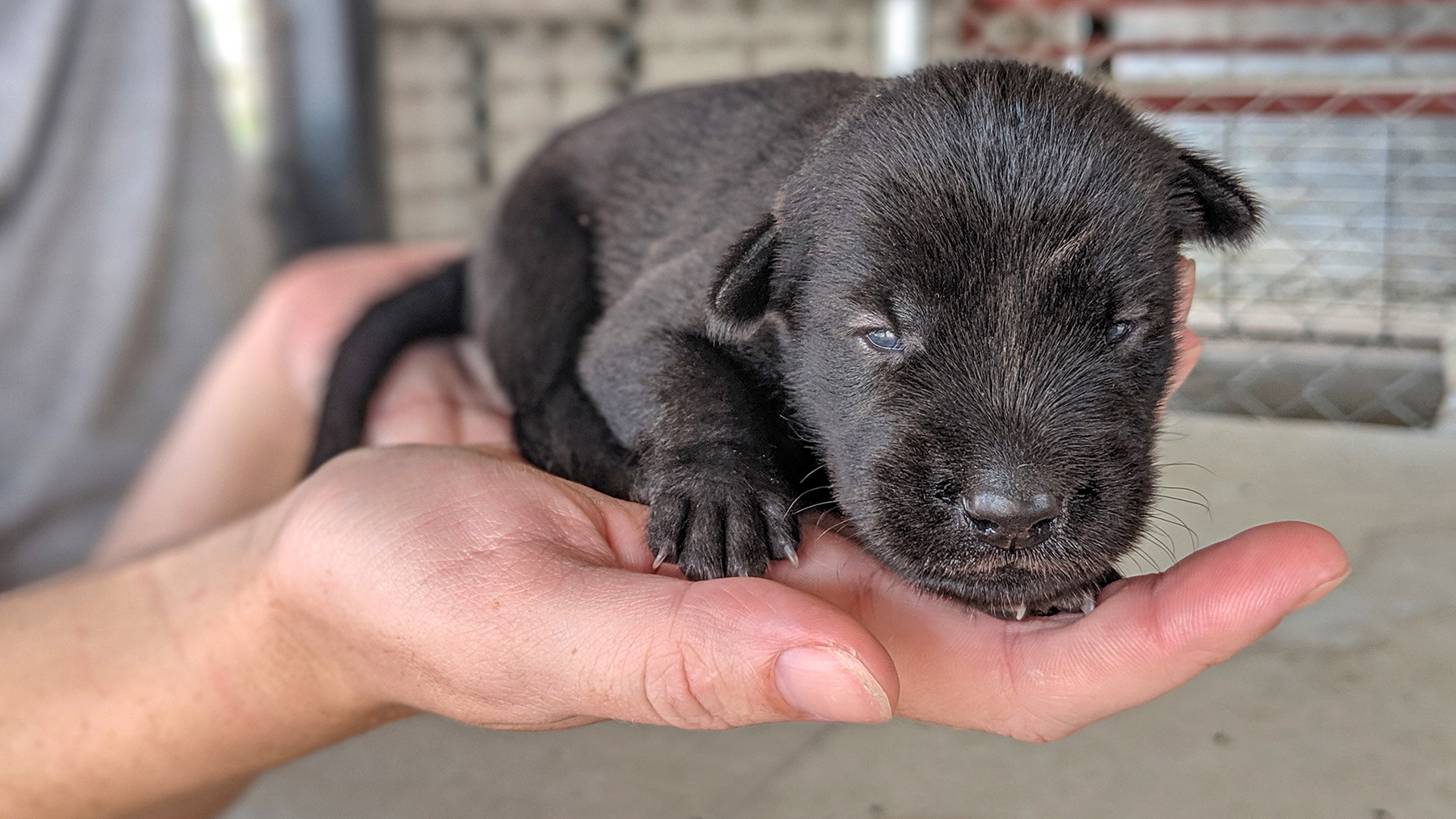 Puppy 1